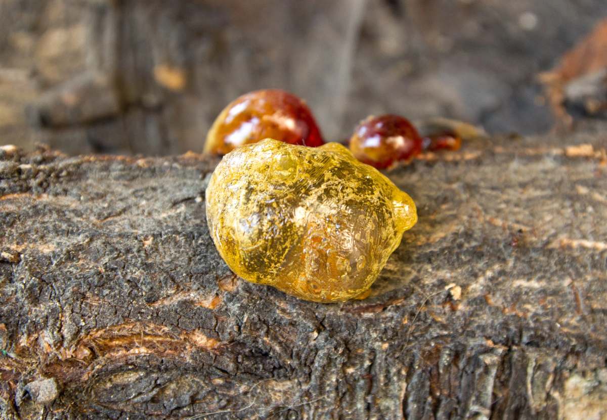 Madera transparente Madera transparente