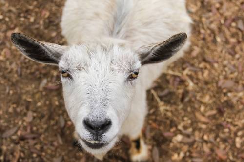qué animal es Capricornio qué animal es Capricornio