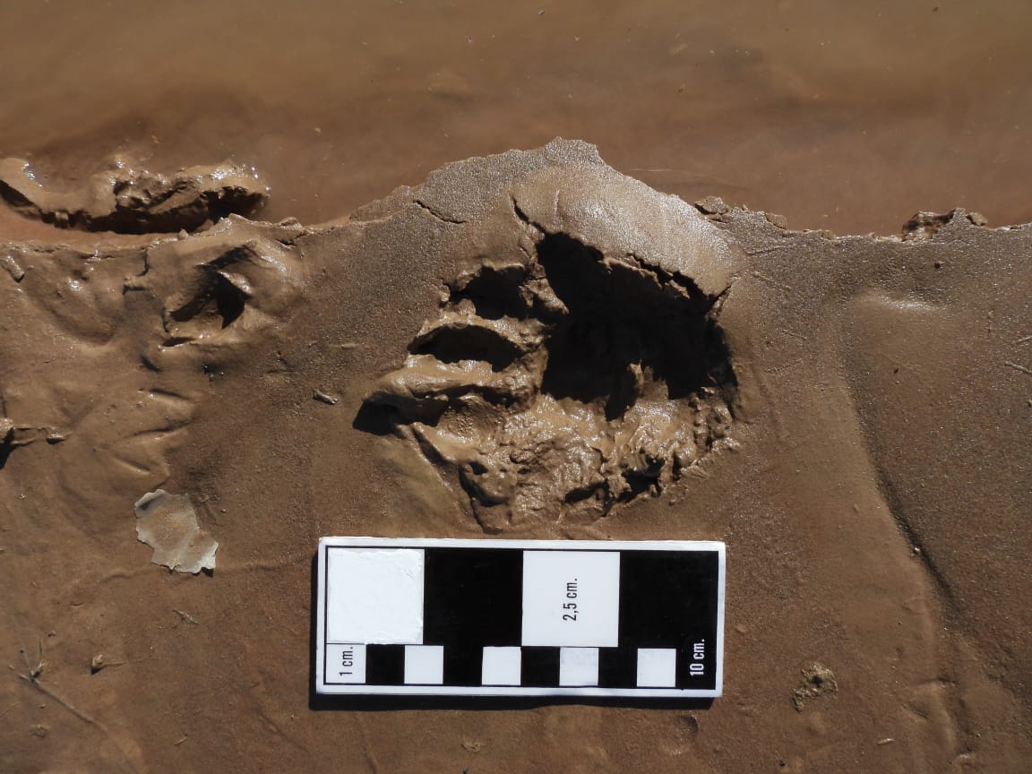 Huella Nutria Gigante en el Bermejo 12 ago 2022 03 © Fundacion Rewilding Argentina Huella Nutria Gigante en el Bermejo 12 ago 2022 03 © Fundacion Rewilding Argentina