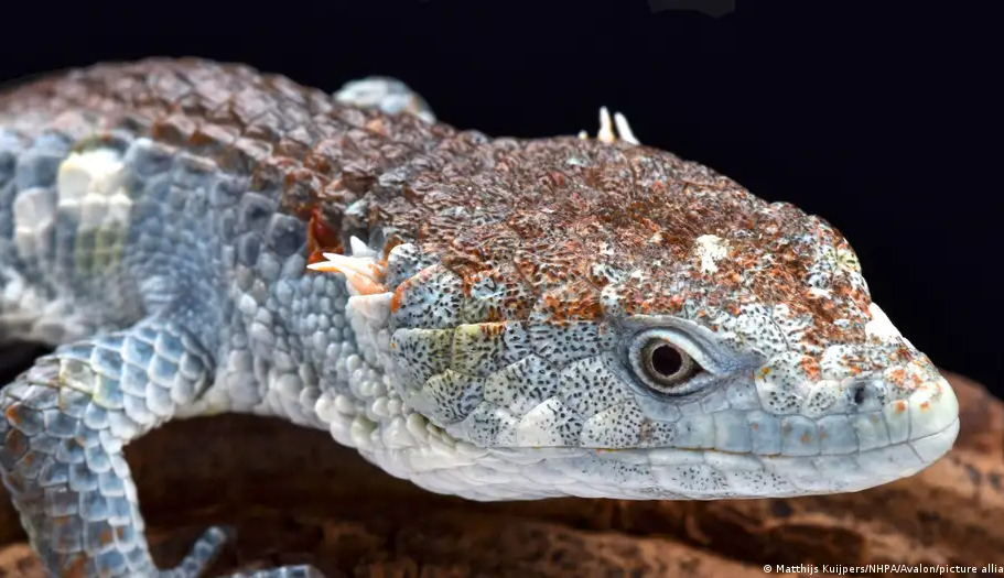 66091245_1004(1) 66091245_1004(1)