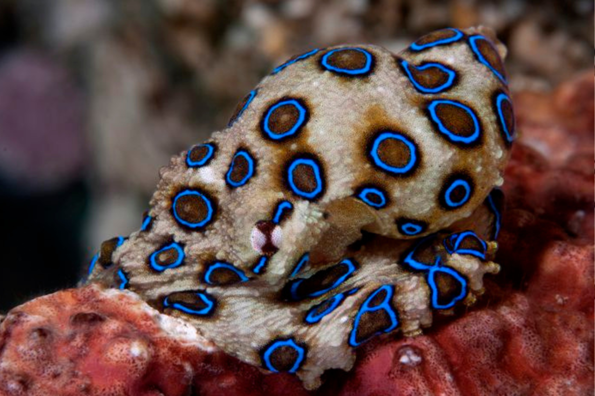 Terror azul en Sídney: aparece un pulpo mortal tras más de 60 años. (Foto: Pinterest)