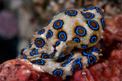 pulpo Terror azul en Sídney: aparece un pulpo mortal tras más de 60 años. (Foto: Pinterest)