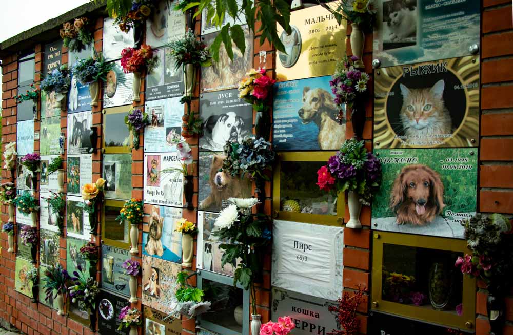 MUERTE MASCOTA MUERTE MASCOTA