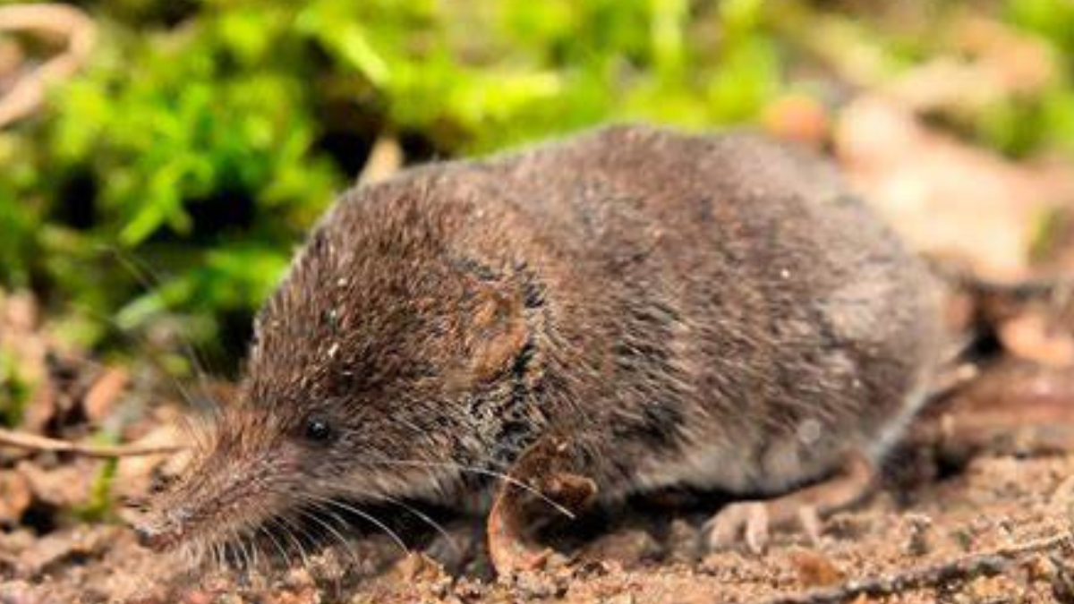 musaraña Contar con fotografías y videos de la musaraña proporciona a los científicos información valiosa sobre esta especie.