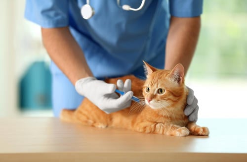 Rusia produce 17 mil dosis de la vacuna para animales contra el coronavirus