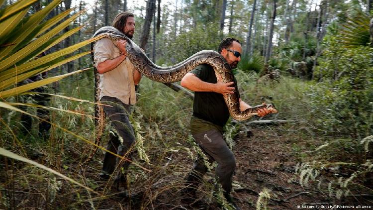 Hembra de pitón florida Hembra de pitón florida