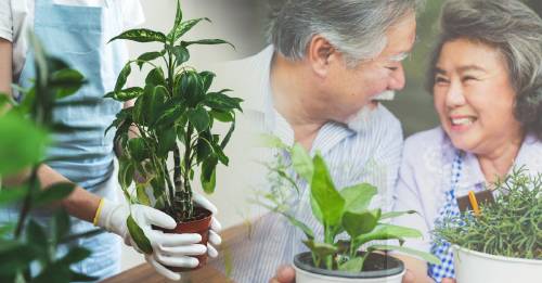 Cómo puedo revivir una planta con 1 solo ingrediente