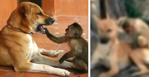 perrita salva mono bebe adopto perrita salva mono bebe adopto