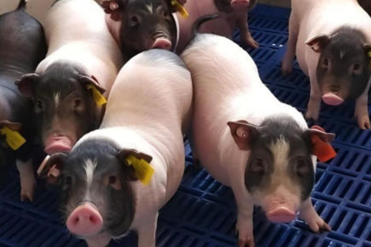 Cerdos de la empresa Clonorgan Biotechnology, con sede en la ciudad china de Chengdú.© Clonorgan Biotechnology (EL PAÍS) 