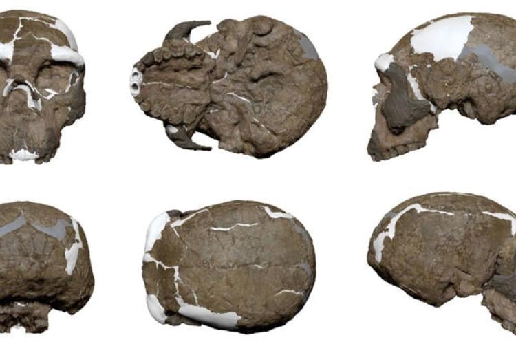 craneos Cráneo de un millón de años podría reescribir la evolución humana y resolver la “confusión del medio”