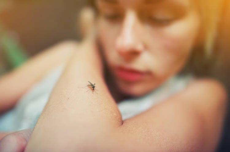 dengue dengue