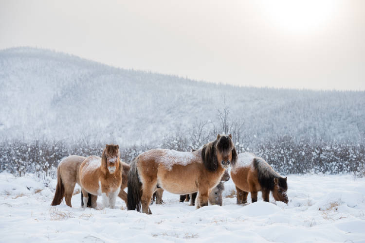 Oymyakon: uno de los lugares más remotos del planeta