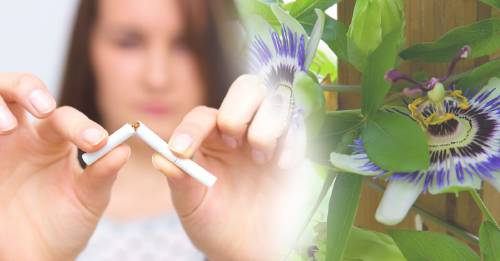 Elimina el insomnio y las ganas de fumar con flor de pasionaria