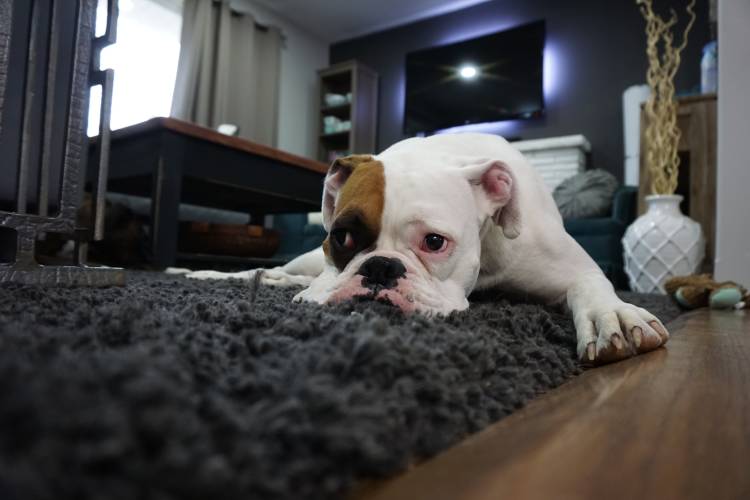 Un perro recostado sobre una alfombra