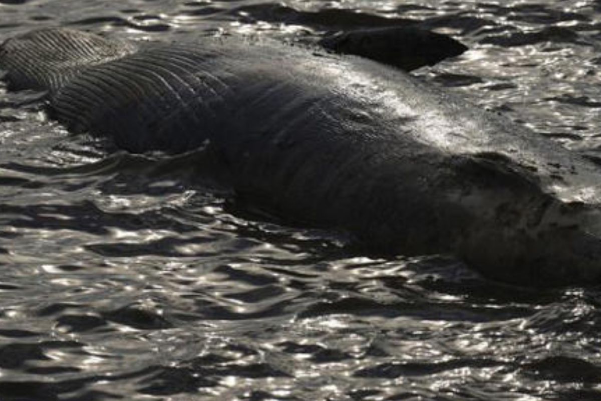 Una ballena muerta flota frente a la costa en Buenos Aires, Argentina, martes 15 de julio de 2025.© Natacha Pisarenko/Copyright 2025. The AP. All rights reserved 