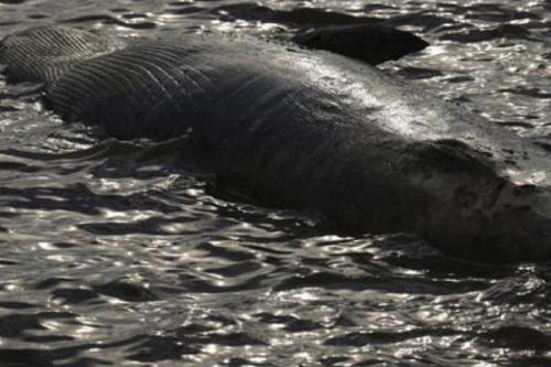 ballena Una ballena muerta flota frente a la costa en Buenos Aires, Argentina, martes 15 de julio de 2025.© Natacha Pisarenko/Copyright 2025. The AP. All rights reserved