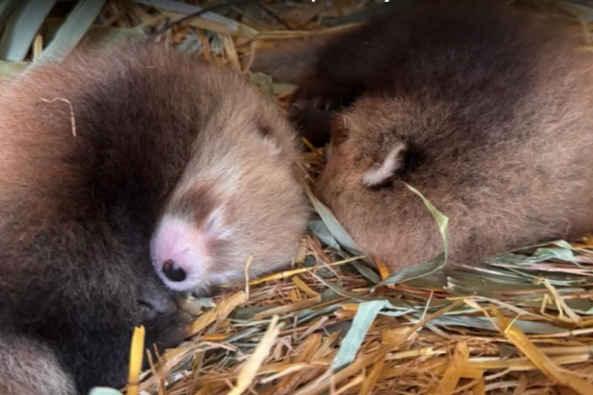 El programa de reproducción de pandas rojos responde a la necesidad de preservar esta especie vulnerable a nivel mundial y a la dificultad que presenta para reproducirse en cautiverio. (INFOBAE)