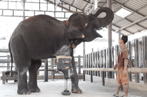 elefante con protesis