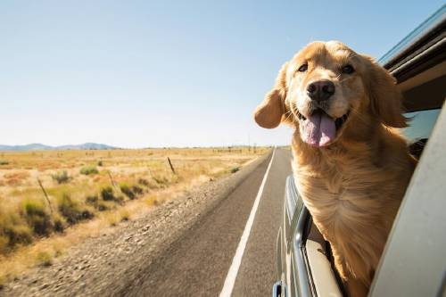 Este heróico perro dirige una ambulancia hacia donde se desmayó su dueño y le salva la vida