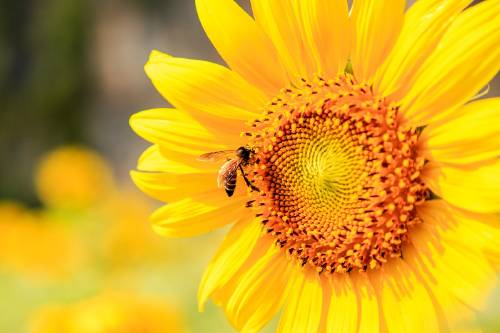 una abeja en una flor