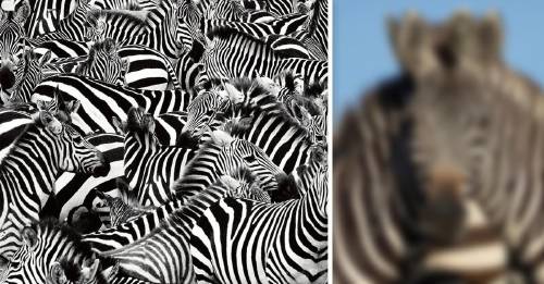 puedes ver una o dos ilusion optica reserva africa puedes ver una o dos ilusion optica reserva africa