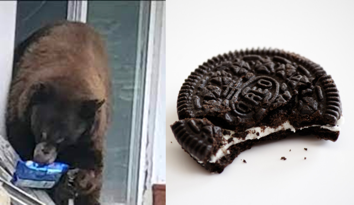 oso galletas oreo oso galletas oreo