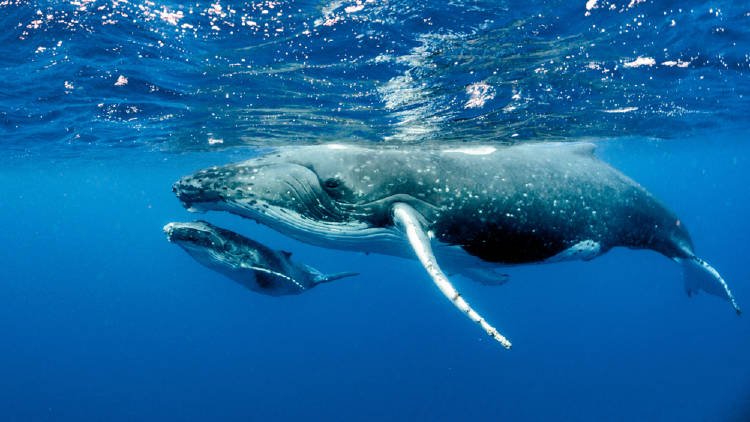 ballenas jorobadas