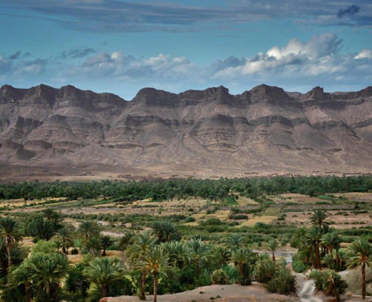 oasis desierto2