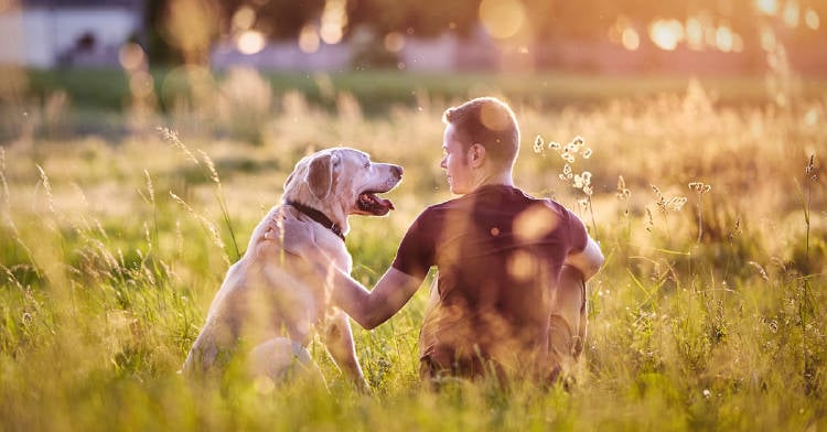 8 mejores peliculas perros 8 mejores peliculas perros