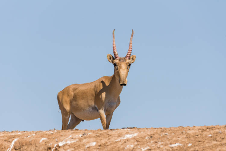antilope aiga Antilope Aiga