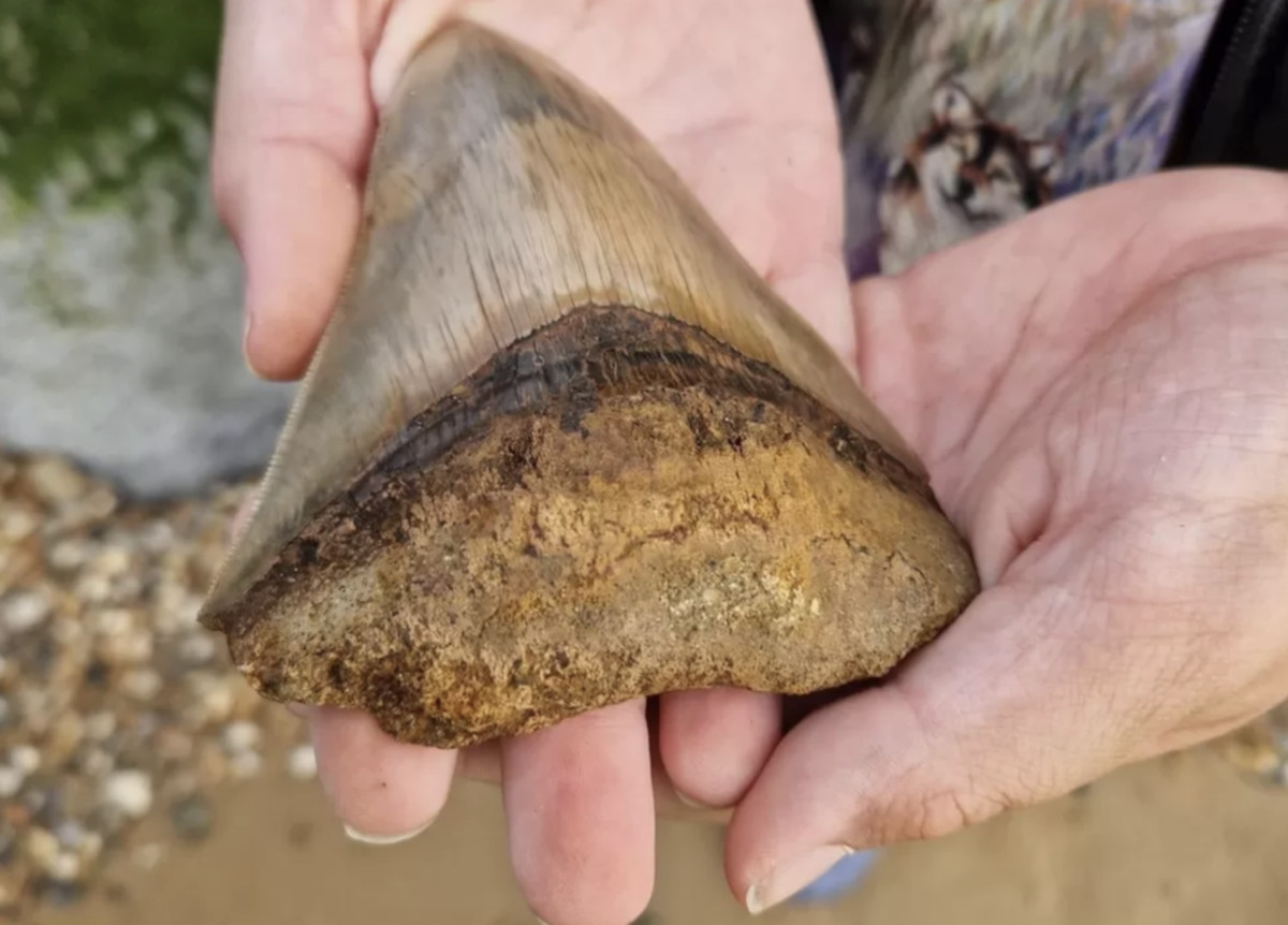 NIÑO DIENTE MEGALODÓN2 NIÑO DIENTE MEGALODÓN2