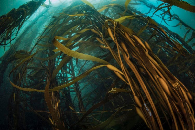 Pisagua 10 Eduardo Sorensen Oceana Chile 768x513 Pisagua 10 Eduardo Sorensen Oceana Chile 768x513