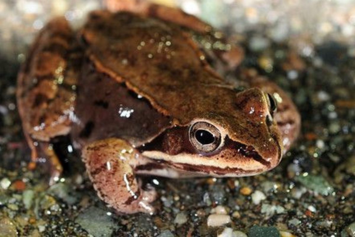 Durante el invierno, cuando las temperaturas caen bajo cero, la Rana sylvatica deja de moverse y su corazón deja de latir. (PINTEREST)