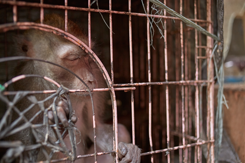 mono jaula mono jaula