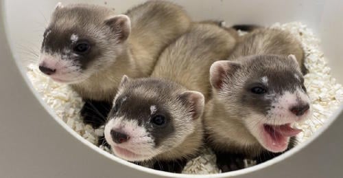 huron regresa extincion patas negras huron regresa extincion patas negras