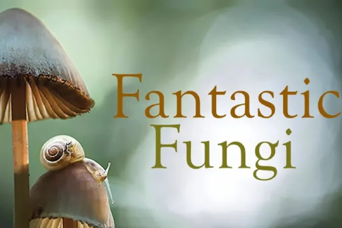 documentales Docuplanters: los documentales de plantas en Netflix que te van a volar la cabeza están en el streaming más famoso. (Foto: Chatgpt)