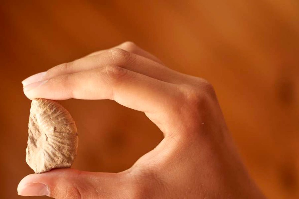 Un científico muestra una roca recolectada bajo luz cálida. (Imagen representativa: Getty Images | Pablo Jeffs Munizaga Fototrekking)