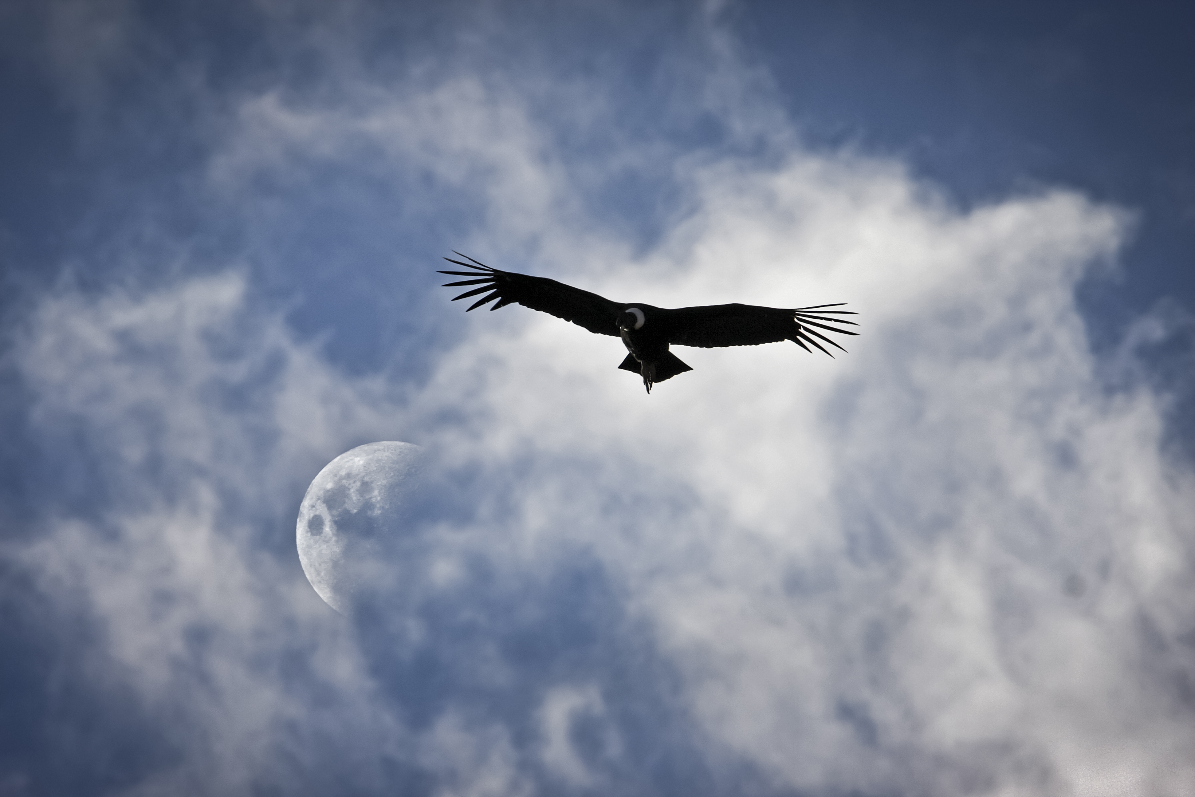 Condor y Luna- Hernan Canuti
