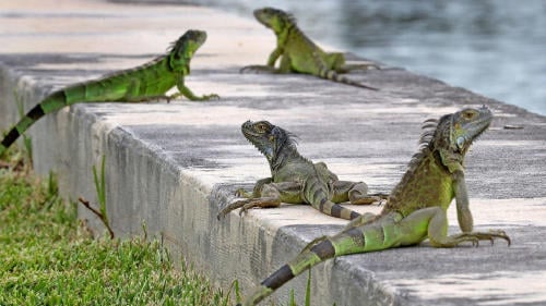 iguanas iguanas