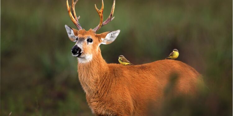 SITE 13 abr 750x375 SITE 13 abr 750x375