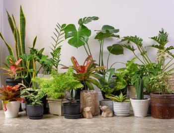 Plantas de interior