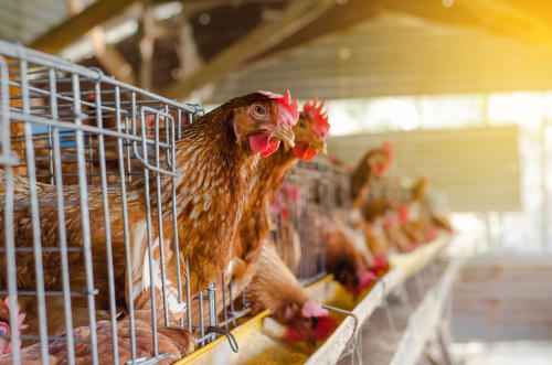 El brote de gripe aviar que obliga a sacrificar miles de gallinas y pollos en Europa