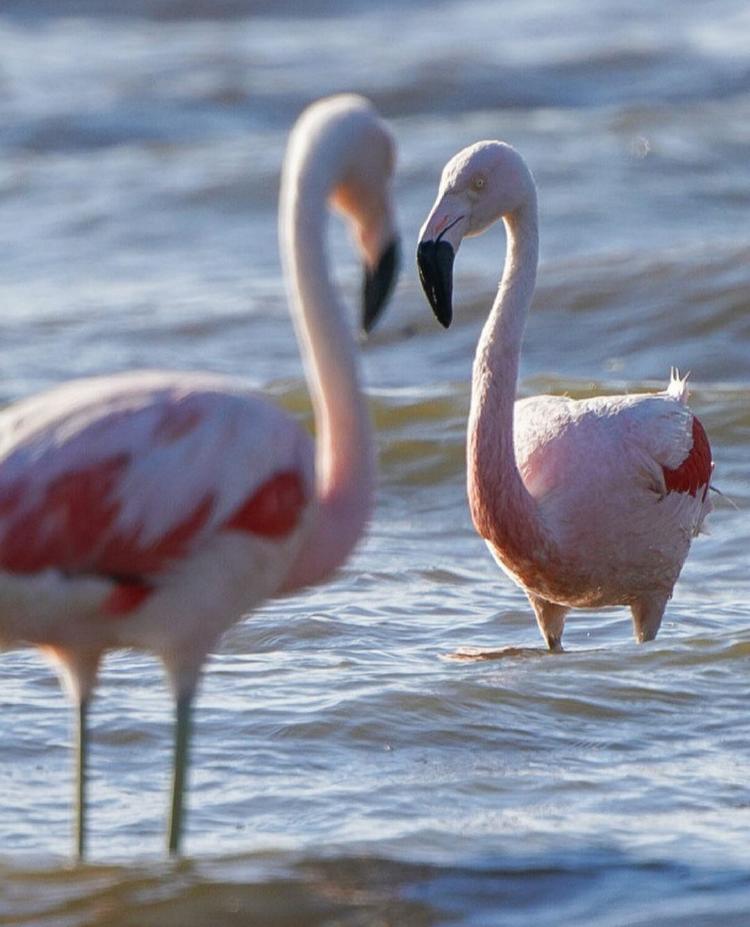 Flamencos - Gon Granja