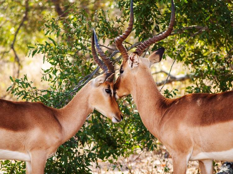 gazelles-704320 gazelles-704320