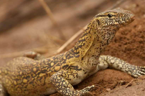 reptil Imagen: greenmatters.com