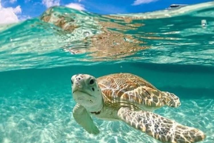 tortuga marina Imagen: La temporada 2025 representa un punto de inflexión en la conservación de tortugas marinas en México. (Imagen: Pinterest)
