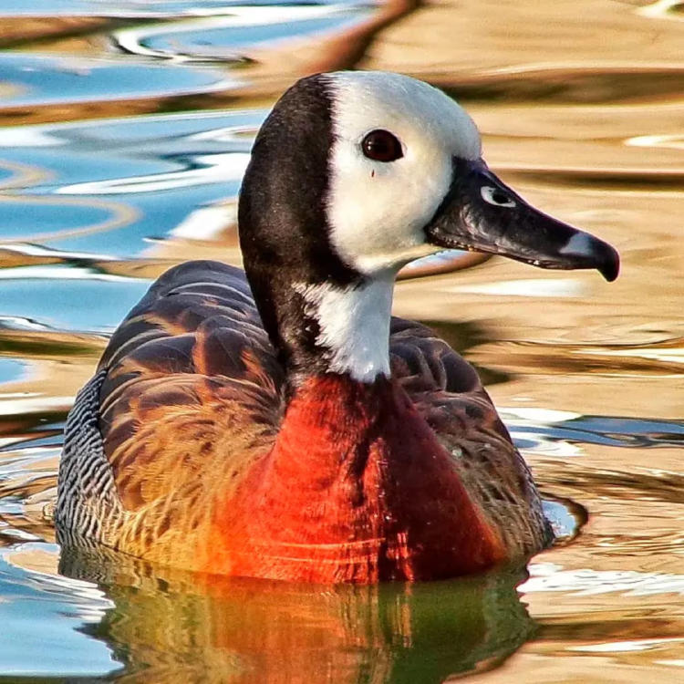 mauricio saavedra FOTO PATO