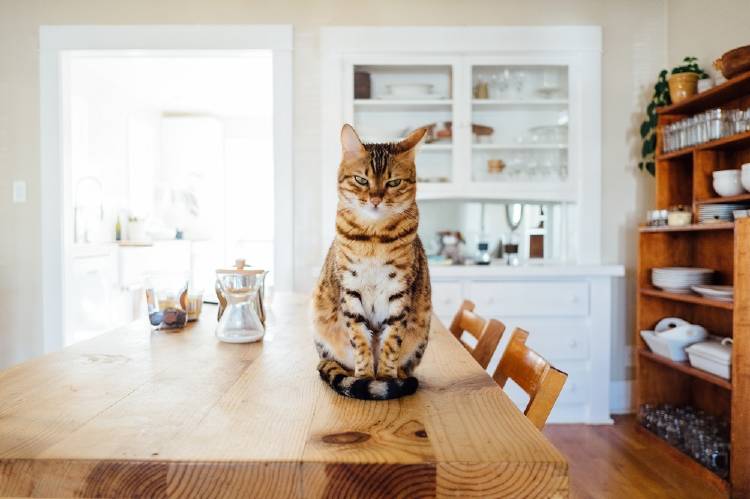 Cosas que odian los gatos