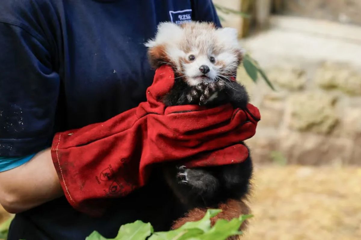 Un bebé panda murió por el estrés provocado por fuegos artificiales.