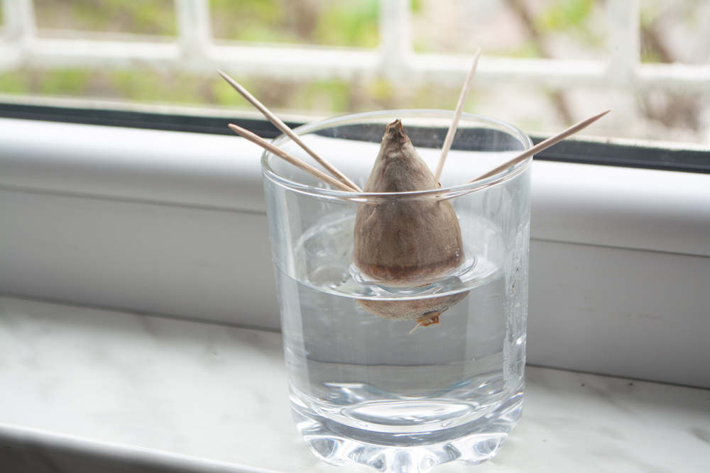 germinar semilla de aguacate germinar semilla de aguacate